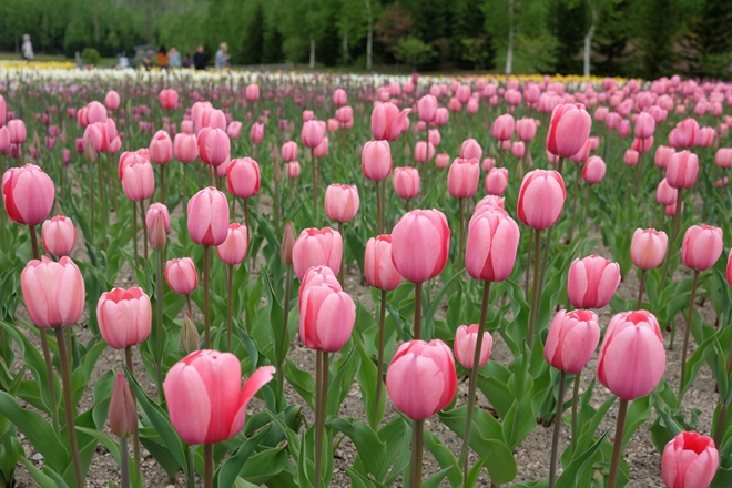  Mùa hoa ở Sapporo ảnh 5